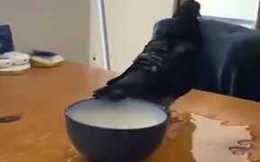 A Very Clumsy Pigeon - Animals - VIDEOTIME.COM