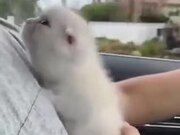 Cutest Kitten Snuggling In A Car