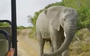 Coolest Animal You Will Ever See - Animals - VIDEOTIME.COM
