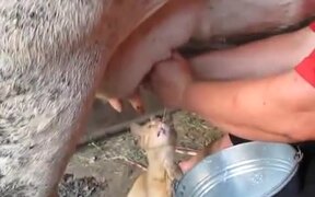 Cat Can’t Have Enough Of The Fresh Milk - Animals - VIDEOTIME.COM