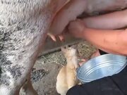 Cat Can’t Have Enough Of The Fresh Milk