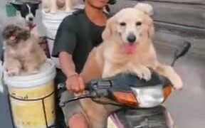 If Happiness Had A Display - Animals - VIDEOTIME.COM