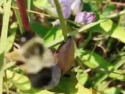 A Bee De-Flowering