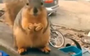 Squirrel Rapping Fast - Animals - VIDEOTIME.COM