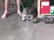 Pet Raccoon Playing With Water