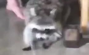 Pet Raccoon Playing With Water - Animals - VIDEOTIME.COM