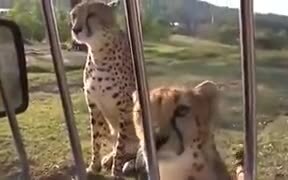 A Cheetah Roaring Meow - Animals - VIDEOTIME.COM
