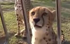 A Cheetah Roaring Meow