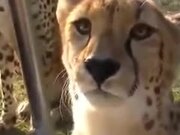 A Cheetah Roaring Meow - Animals - Y8.COM