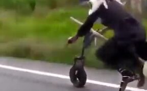 A Witch Riding Her Broom - Fun - VIDEOTIME.COM