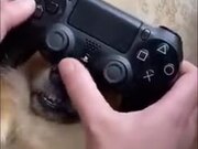 How To Play With Your Dog And PlayStation