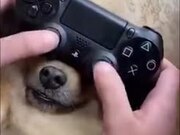 How To Play With Your Dog And PlayStation