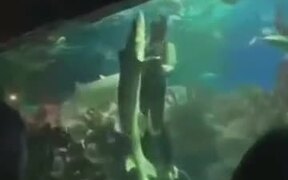 Crazy Diver Dancing With The Shark - Animals - VIDEOTIME.COM