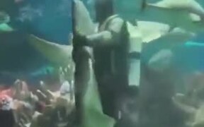 Crazy Diver Dancing With The Shark - Animals - VIDEOTIME.COM