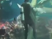Crazy Diver Dancing With The Shark