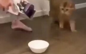 Cat Scared By Extra Food
