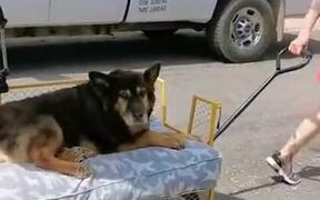 Old Dog Enjoying Luxury - Animals - VIDEOTIME.COM