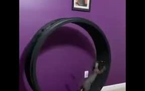 A Running Wheel For Cats - Animals - VIDEOTIME.COM