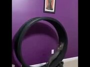 A Running Wheel For Cats