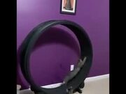 A Running Wheel For Cats