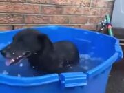 The Way This Dog Enjoys A Bath!