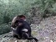 Monkeys Hugging And Expressing Emotion