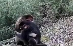 Monkeys Hugging And Expressing Emotion - Animals - VIDEOTIME.COM