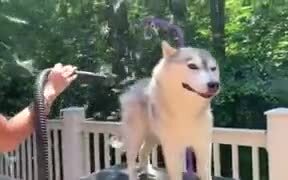 Husky Shedding Fur - Animals - VIDEOTIME.COM