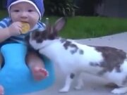 Rabbit Stole A Biscuit From A Baby