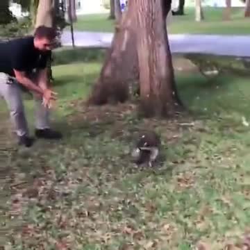 When A Raccoon Acts Like A Dog