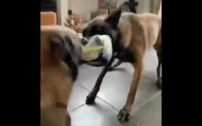Two Dogs Playing Tug Of War - Animals - VIDEOTIME.COM