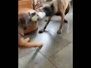 Two Dogs Playing Tug Of War