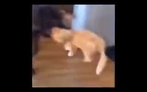 Dogs Playing Tug Of War With A Stuffed Cat - Animals - VIDEOTIME.COM