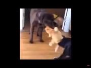 Dogs Playing Tug Of War With A Stuffed Cat