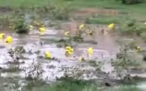 Have You Seen Yellow Frogs? - Animals - VIDEOTIME.COM