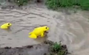 Have You Seen Yellow Frogs? - Animals - Videotime.com
