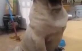 What Do You Call Pug In A Bucket? - Animals - VIDEOTIME.COM