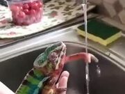 Chameleon Trying To Catch Water