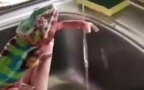 Chameleon Trying To Catch Water - Animals - VIDEOTIME.COM