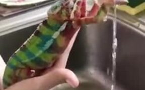 Chameleon Trying To Catch Water - Animals - VIDEOTIME.COM