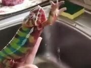 Chameleon Trying To Catch Water