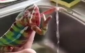 Chameleon Trying To Catch Water - Animals - Videotime.com