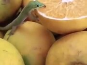 Lizard Loves To Lick Melon
