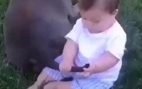 When The Baby Wants To Eat A Dog's Tail - Animals - VIDEOTIME.COM