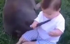 When The Baby Wants To Eat A Dog's Tail - Animals - VIDEOTIME.COM