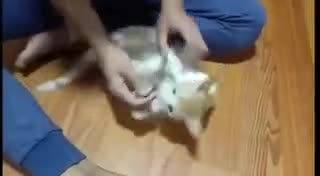 How To Control A Kitten