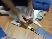 How To Control A Kitten