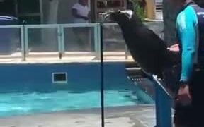 A Singing Seal - Animals - VIDEOTIME.COM