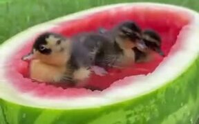 A Special Bathtub For Ducklings - Animals - VIDEOTIME.COM