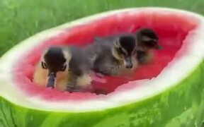 A Special Bathtub For Ducklings - Animals - VIDEOTIME.COM